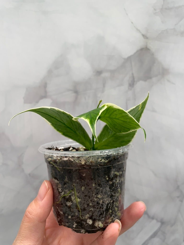 Hoya Polyneura Albo Variegated Rooted Cutting, Outer Variegated