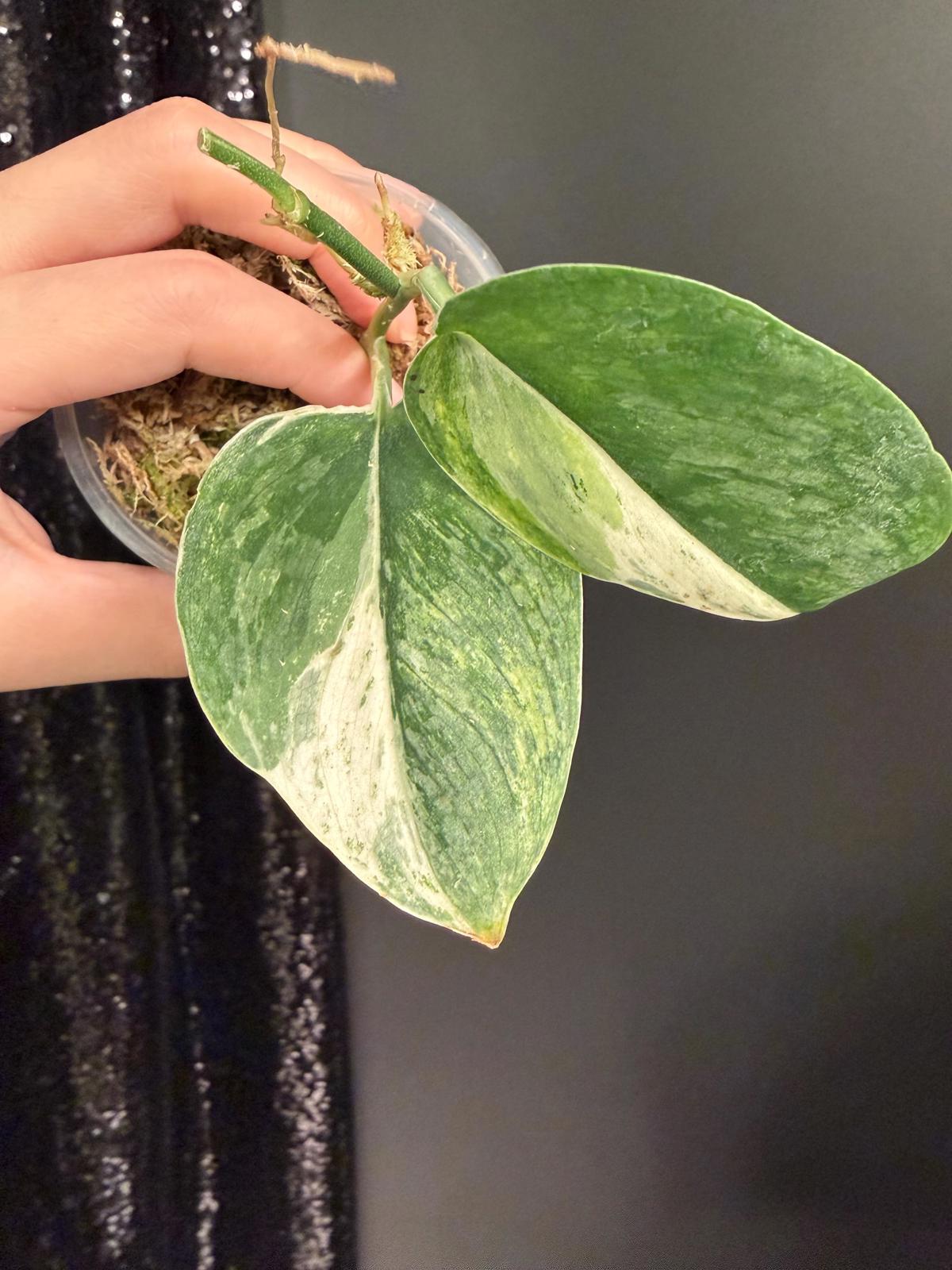 Scindapsus Parahyangan Albo Variegated