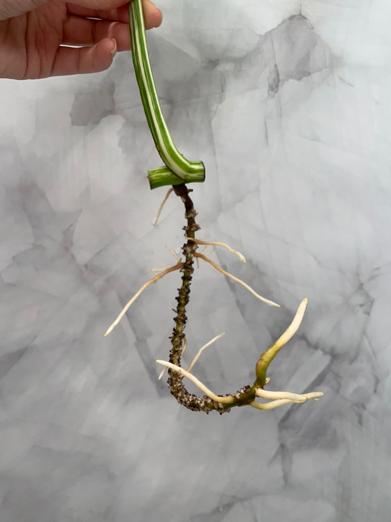 Monstera Albo 1 Leaf Rooted Cutting, High Variegated Plant