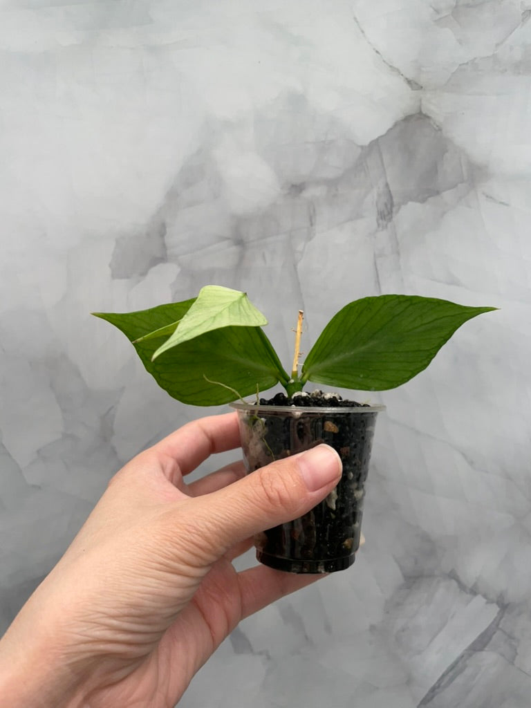 Hoya Variegated Silver Polyneura ROOTED Cutting, with New Growth