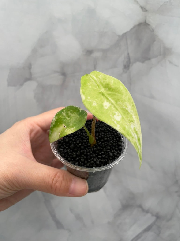 Variegated Alocasia Longiloba Albo Little Pup in 3 oz Cup