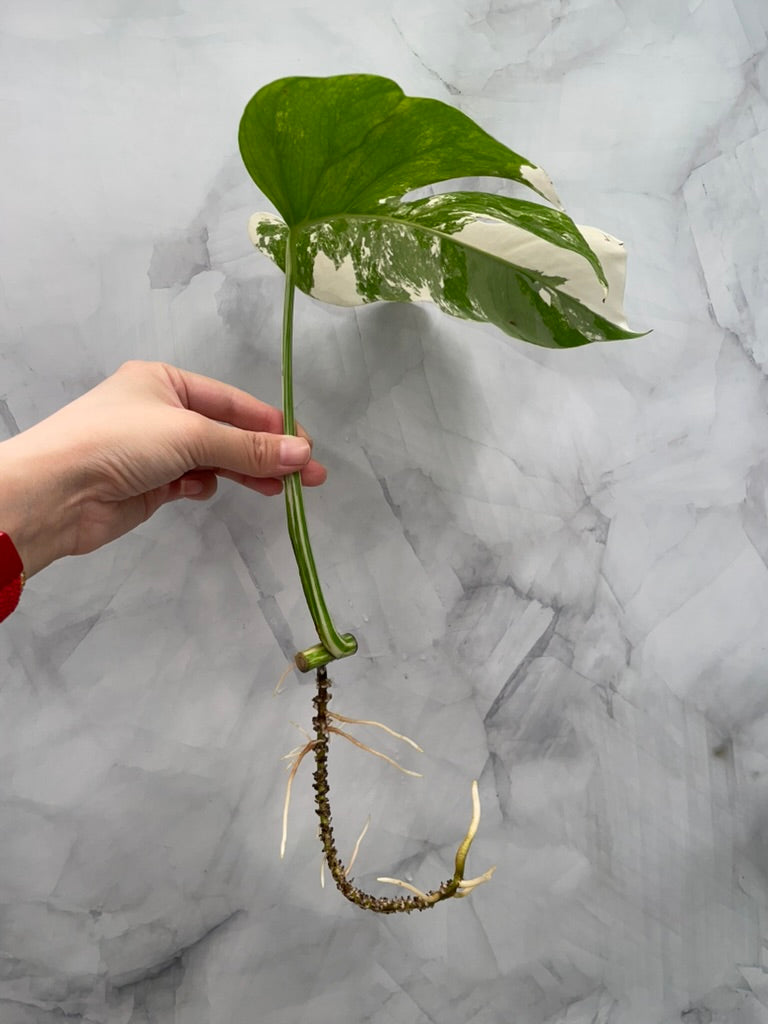 Monstera Albo 1 Leaf Rooted Cutting, High Variegated Plant