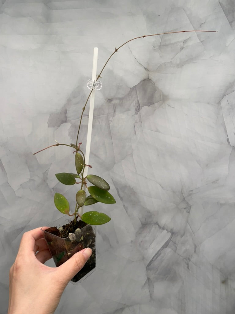 Hoya Sigilatis Alas River Well Rooted Plant