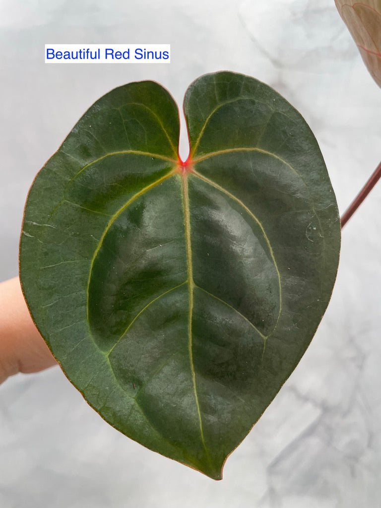 Anthurium Red Sonya Top Cutting, Red Sinus, Exact Plant