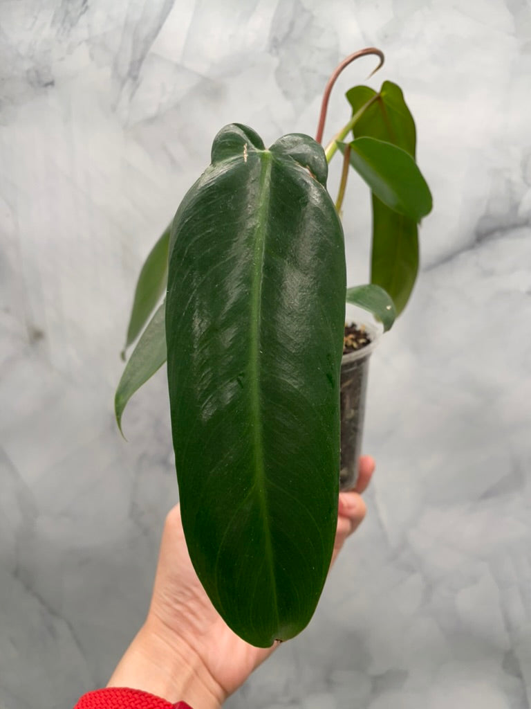 Philodendron Spiritus Sancti, Exact Plant
