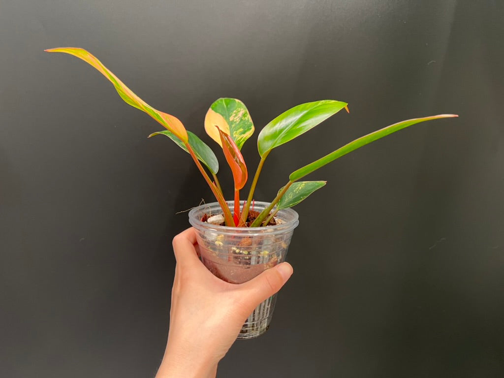 Philodendron Red Congo Variegated