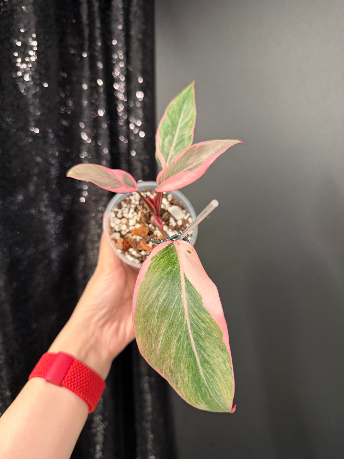 Philodendron Pink Princess Mutation