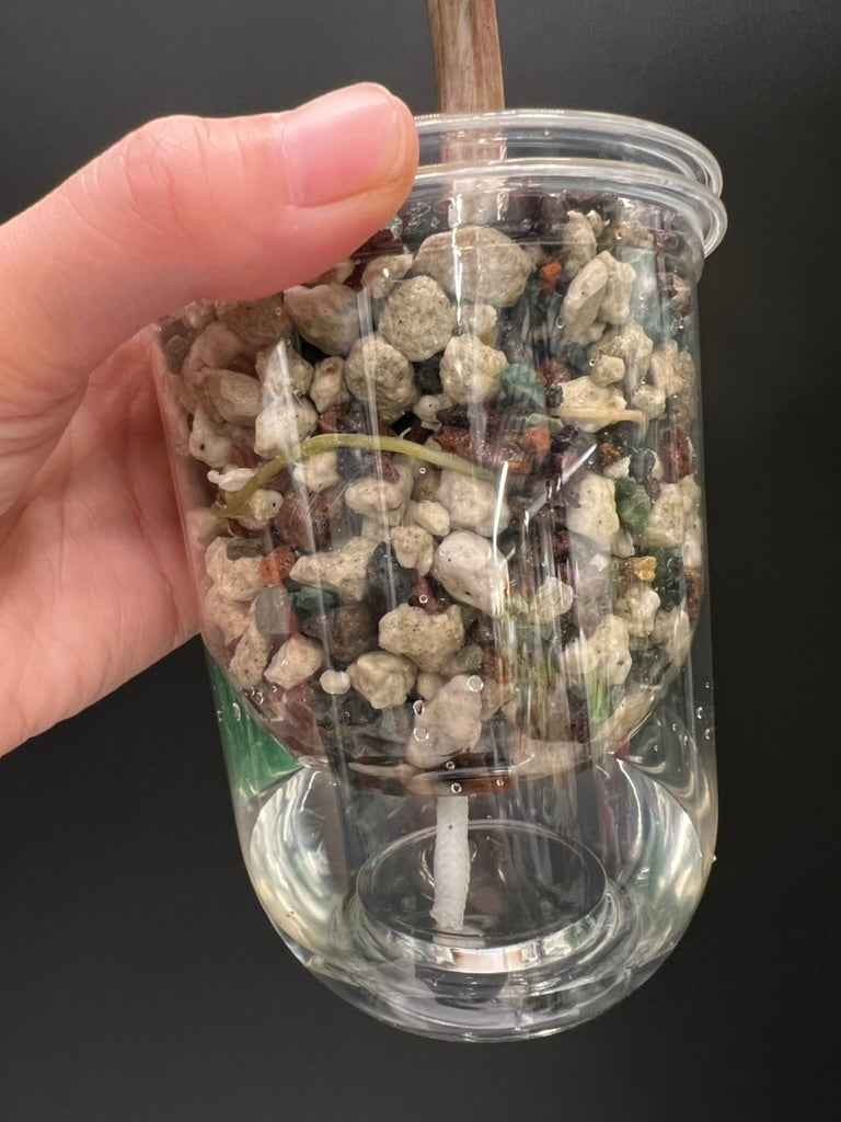 Alocasia Bambino Pink