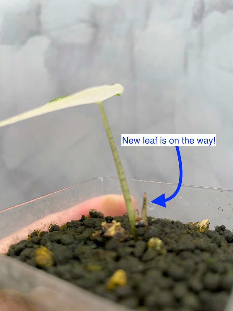 Variegated Alocasia Longiloba Albo Little Pup in 5 oz Cup