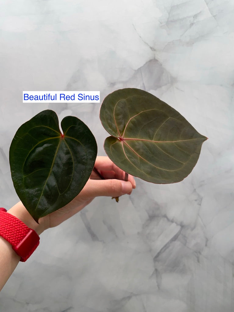 Anthurium Red Sonya Top Cutting, Red Sinus, Exact Plant