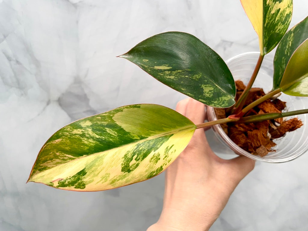 Philodendron Red Congo Variegated, Exact Plant