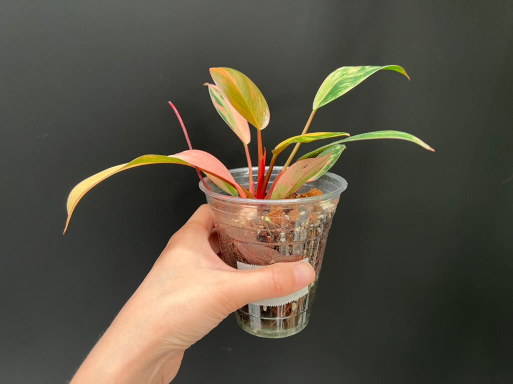 Philodendron Red Congo Variegated