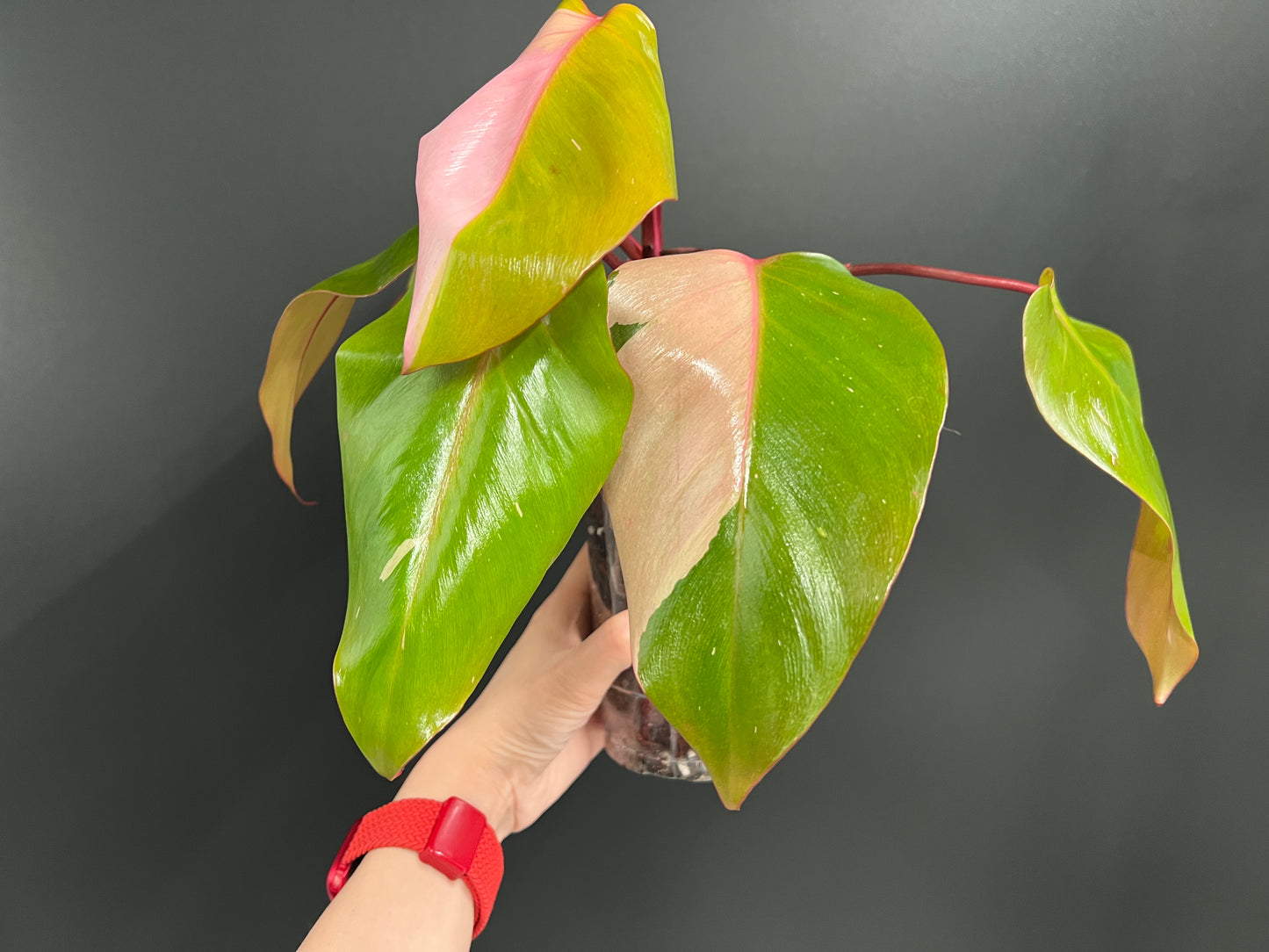 Philodendron Persimmon Princess