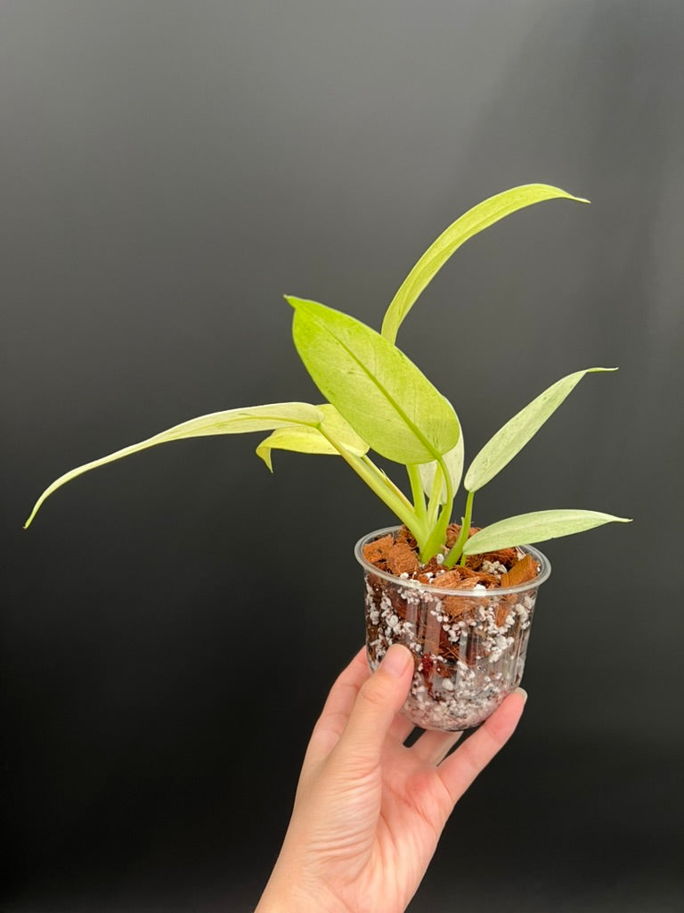 Philodendron Whipple Way Variegated