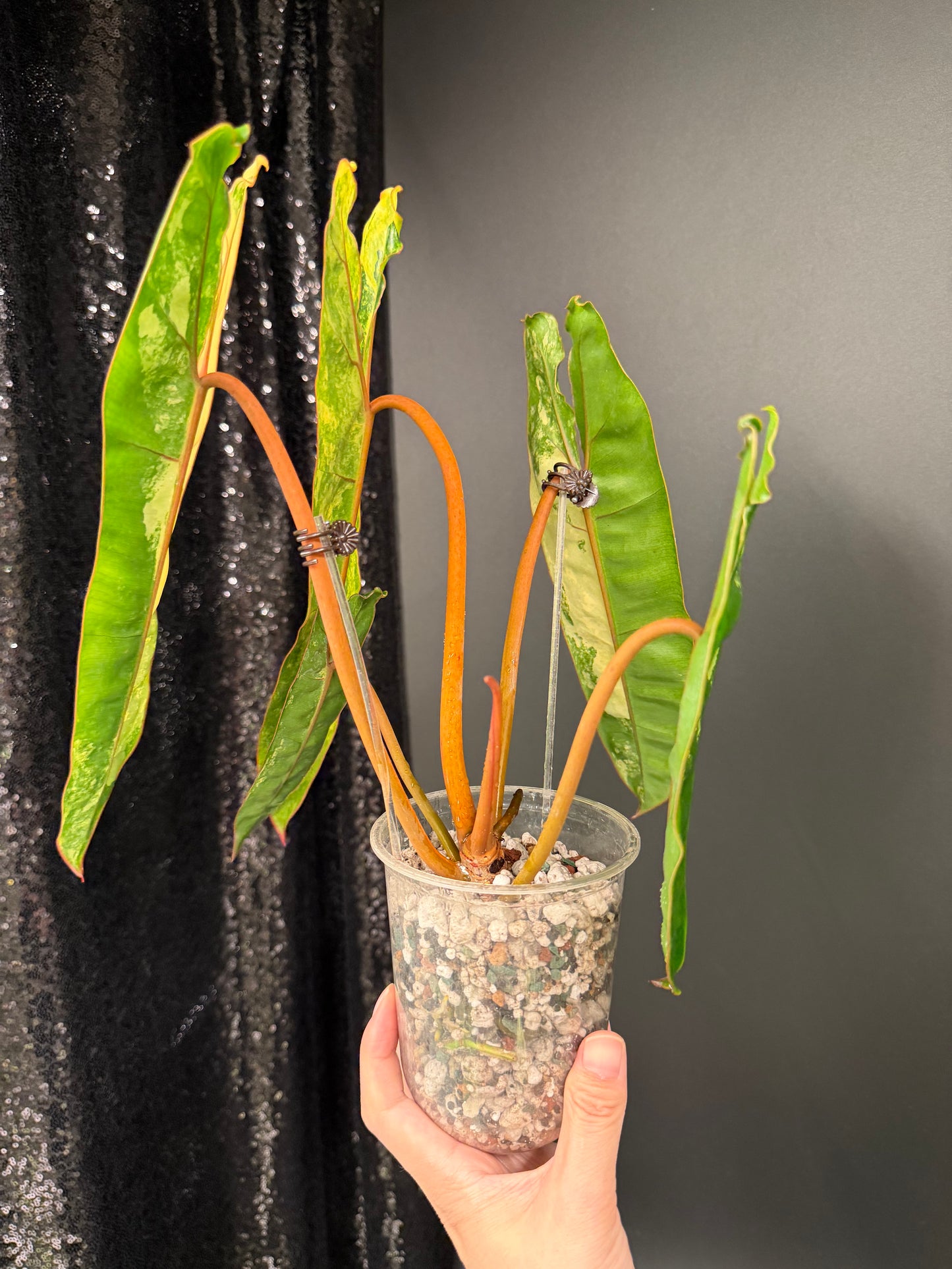Philodendron Billie Variegated