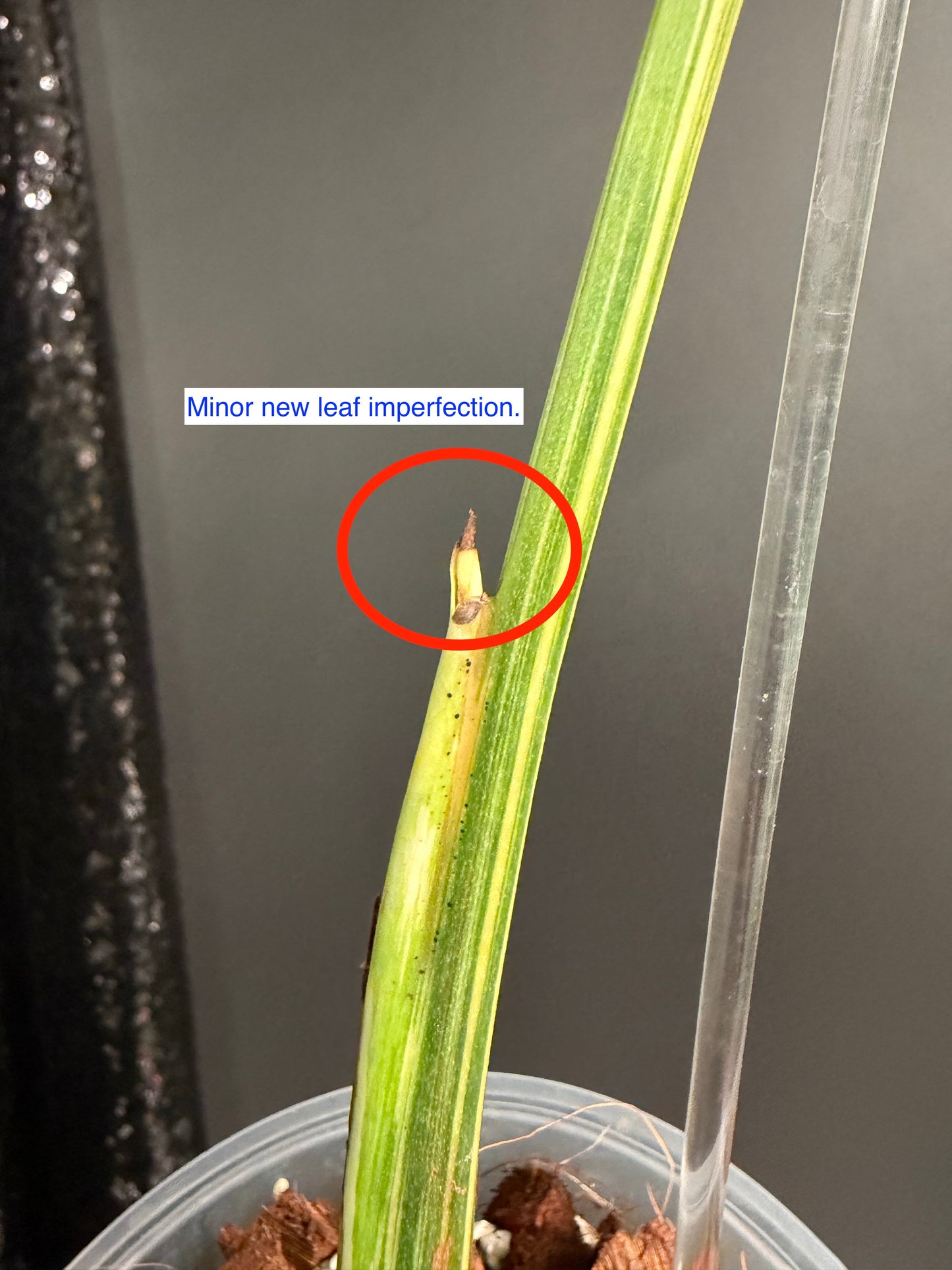 Monstera Crème brulée Variegated, Exact Plant | US Seller