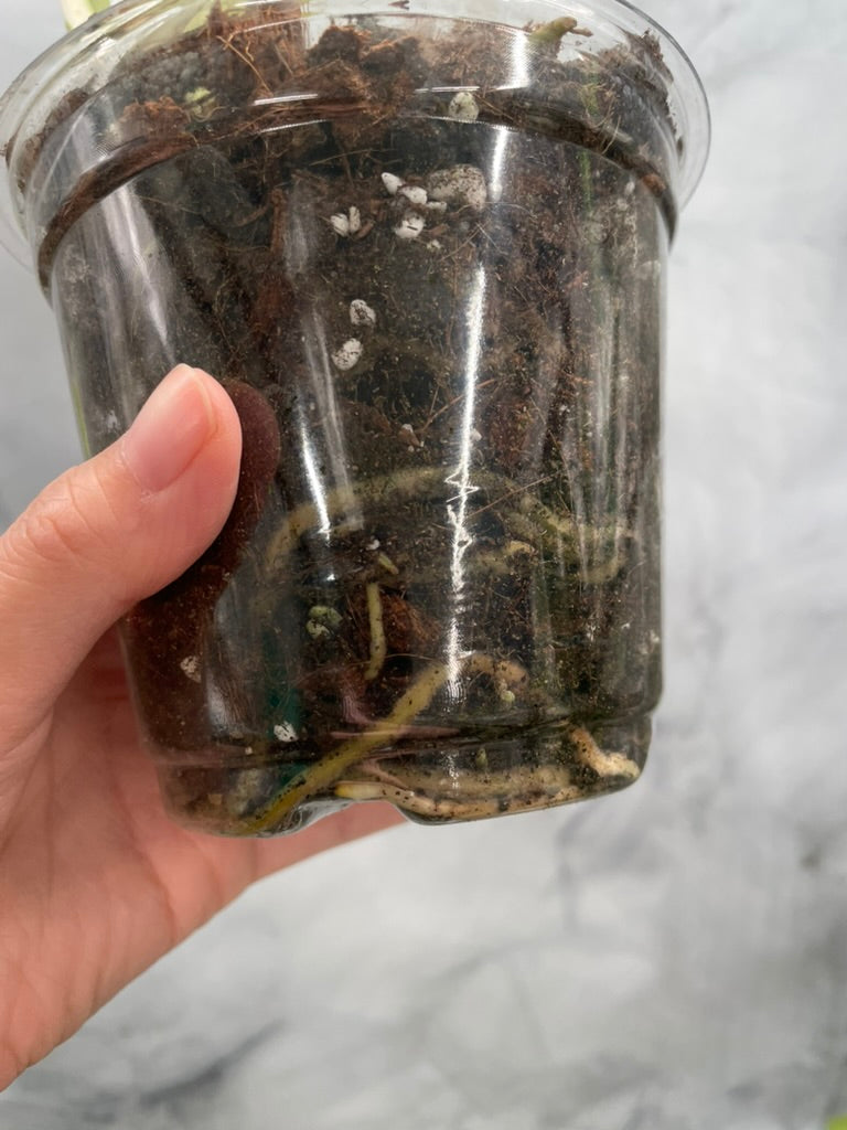 Monstera Albo, High Variegated Plant