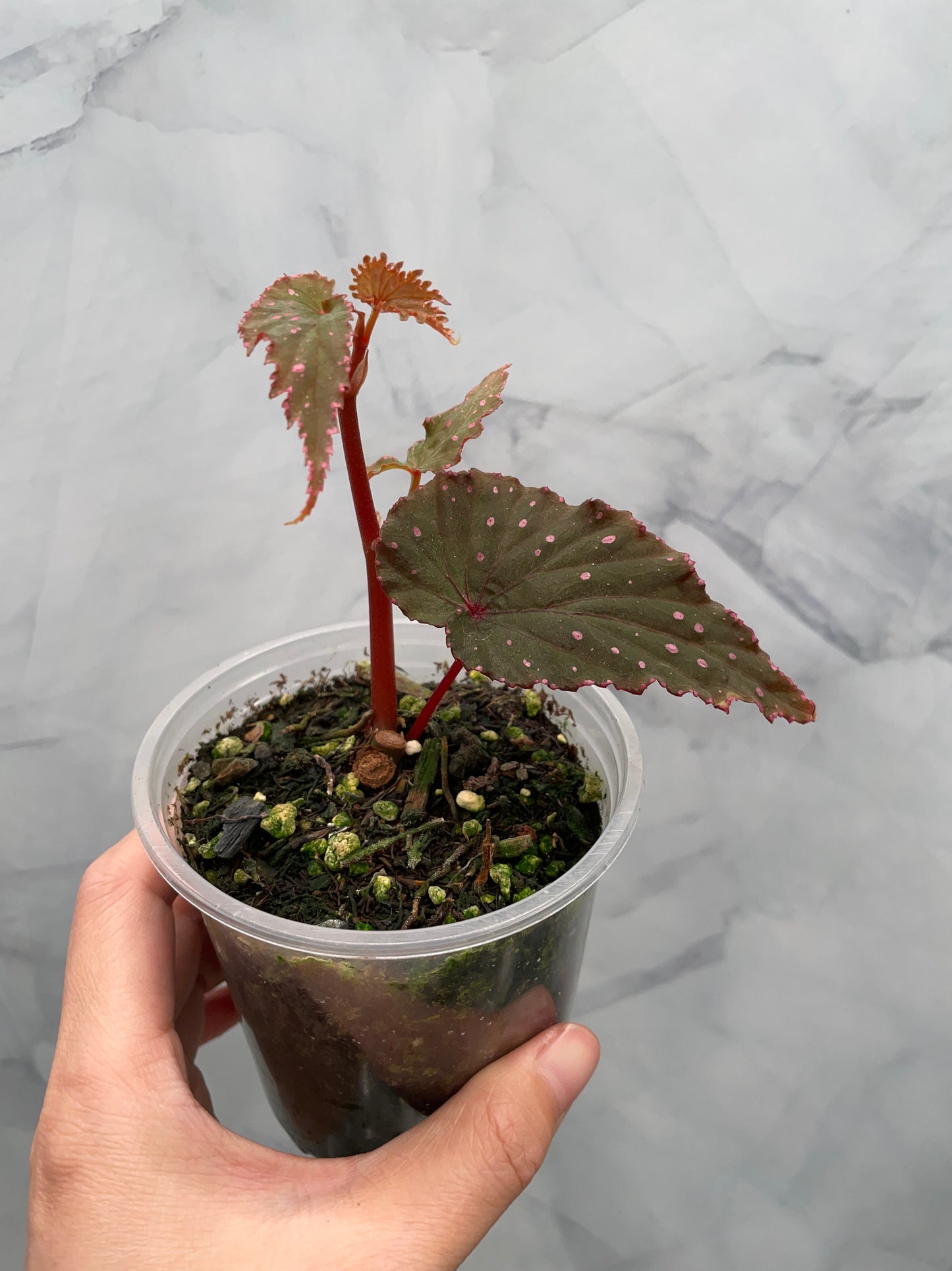 Begonia Gracilicyma Well Rooted Exact Plant