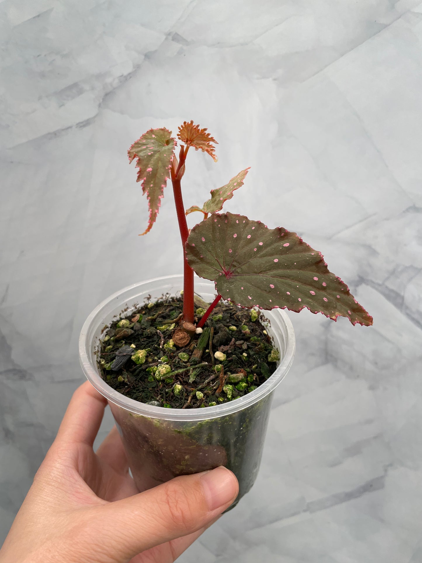 Begonia Gracilicyma Well Rooted Exact Plant