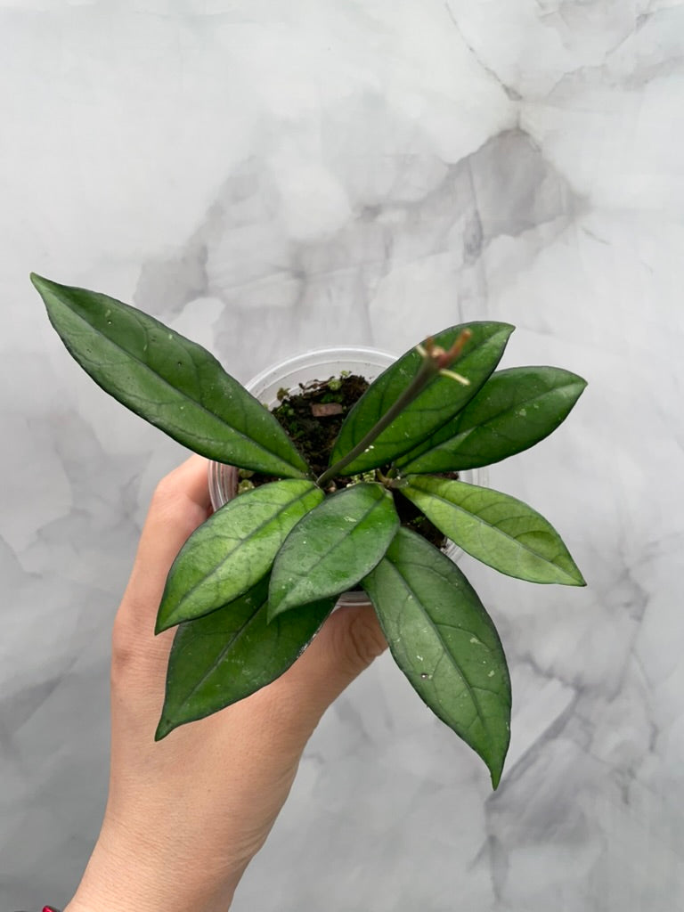 Hoya Quinquenervia & Crassipetiolata Bundle – Rooted in 3" Pot