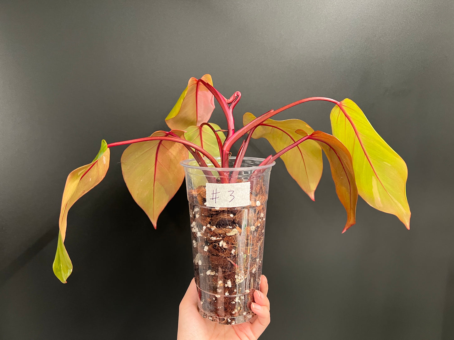 Philodendron Persimmon Princess