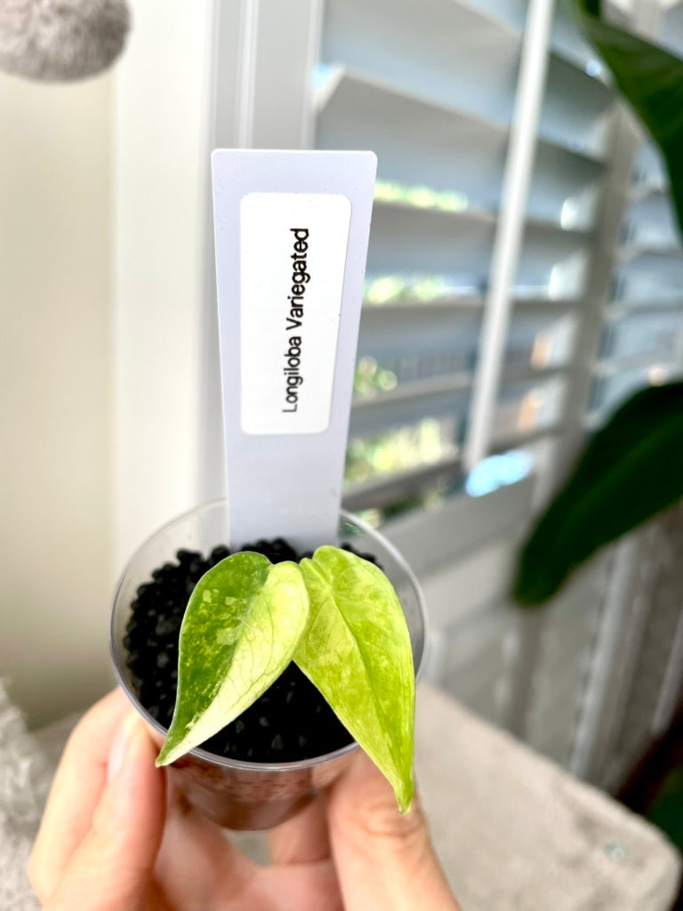 Variegated Alocasia Longiloba Albo Little Pup in 2 oz Cup