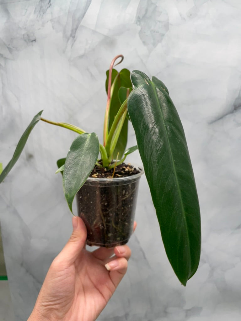 Philodendron Spiritus Sancti, Exact Plant