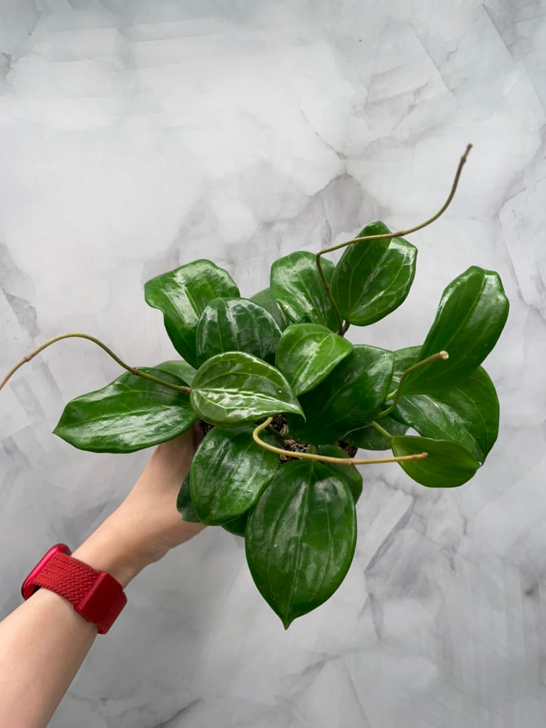 Hoya quinquenervia – Super Bushy in 4” Pot