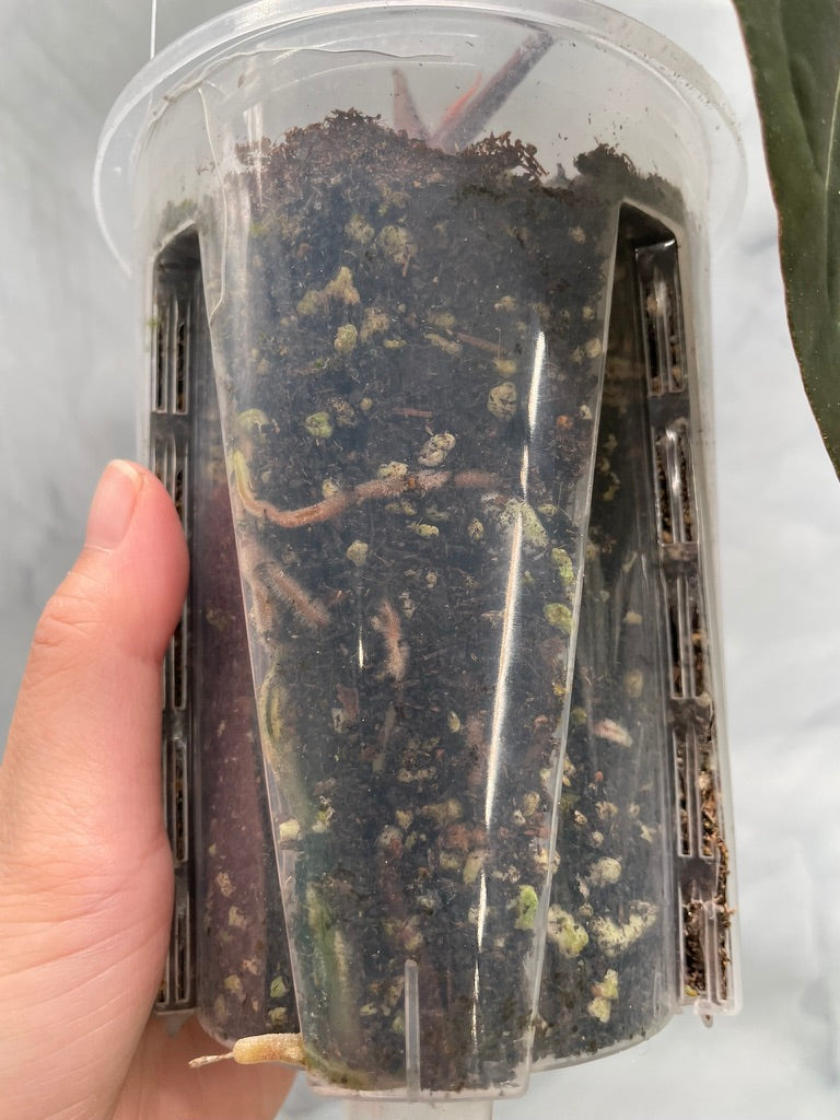 Anthurium Papillilaminum x Besseae aff Hybrid, Very Large Leaf, Exact Plant