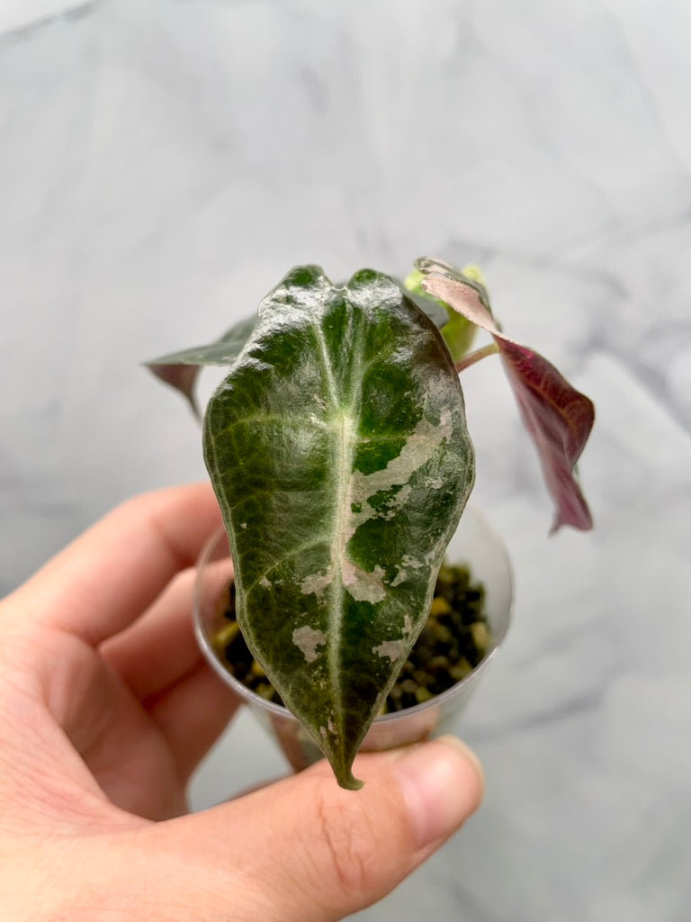 Alocasia Polly Pink Variegated | Stunning Pink Leaves, Well Established