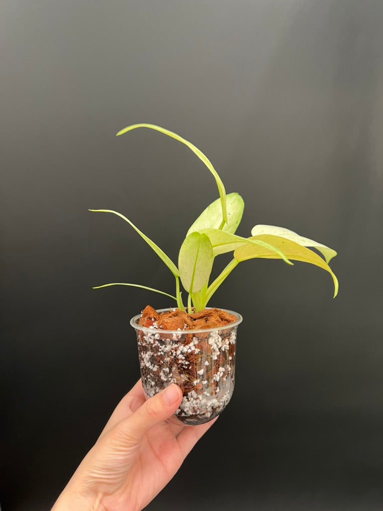 Philodendron Whipple Way Variegated