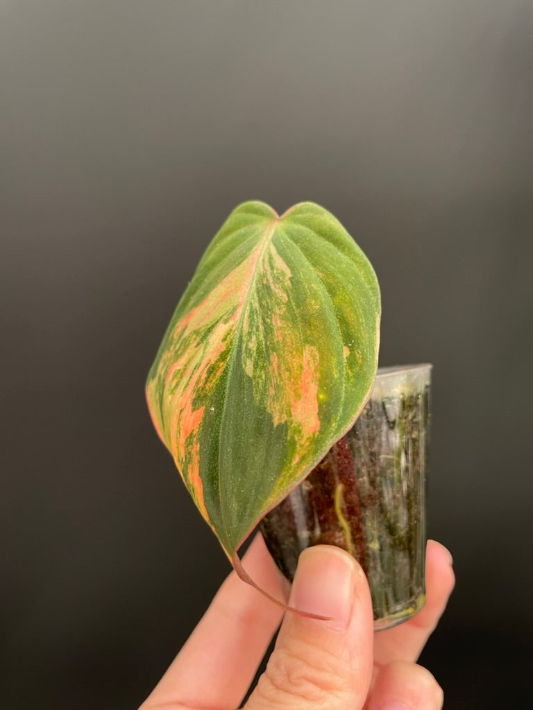 Variegated Aurea/Pink Philodendron Micans