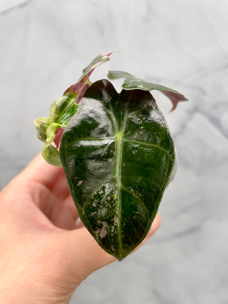 Alocasia Polly Pink Variegated | Stunning Pink Leaves, Well Established