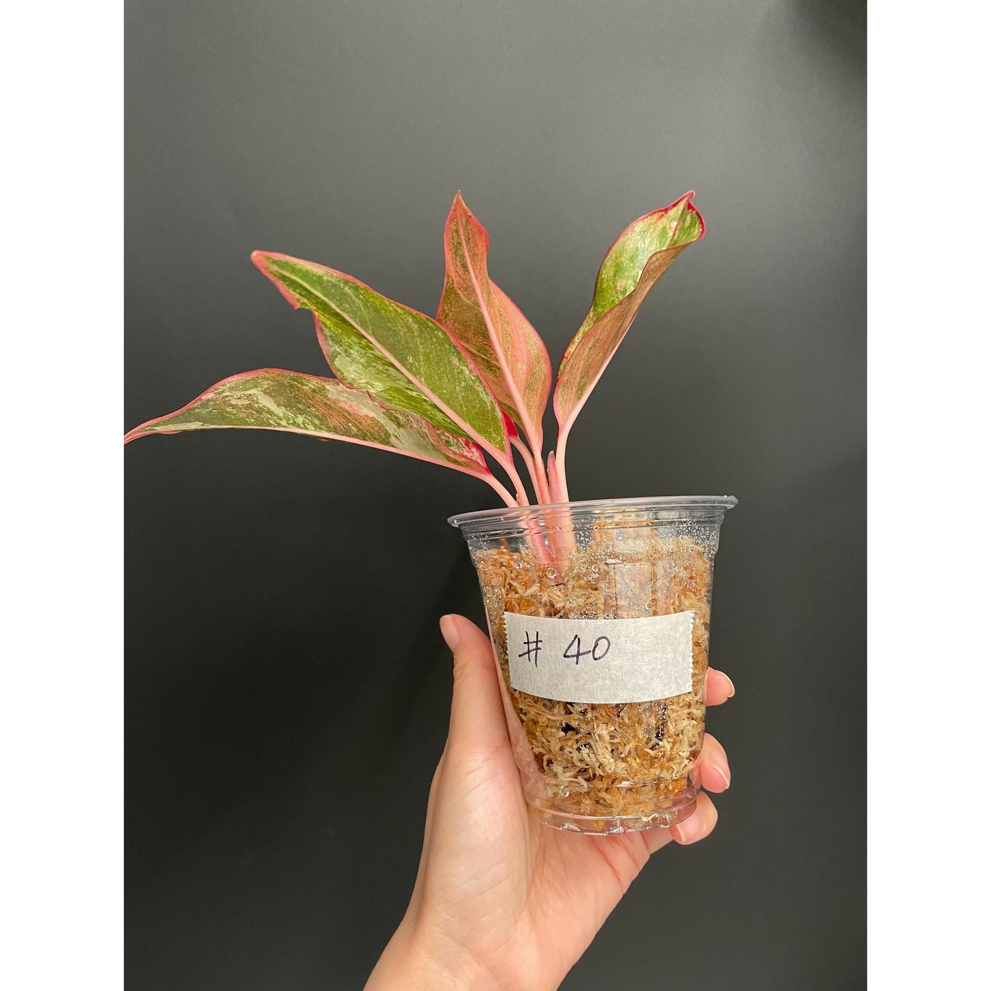 Aglaonema Siam Aurora Variegated, Exact Plant | US Seller