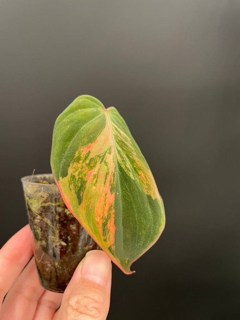 Variegated Aurea/Pink Philodendron Micans