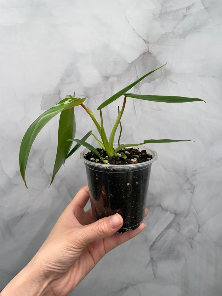 Philodendron Spiritus Sancti in 4" Pot