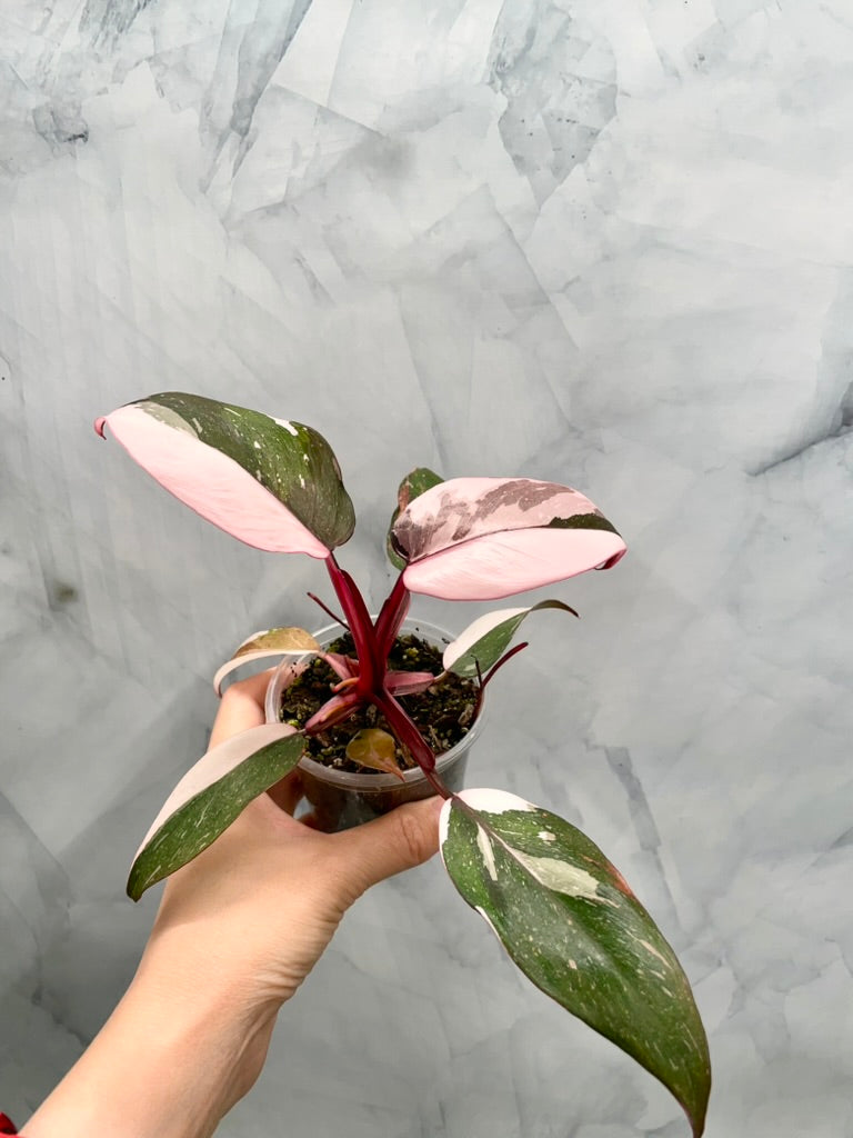 Philodendron Red Anderson 'pink Knight' Exact Plant