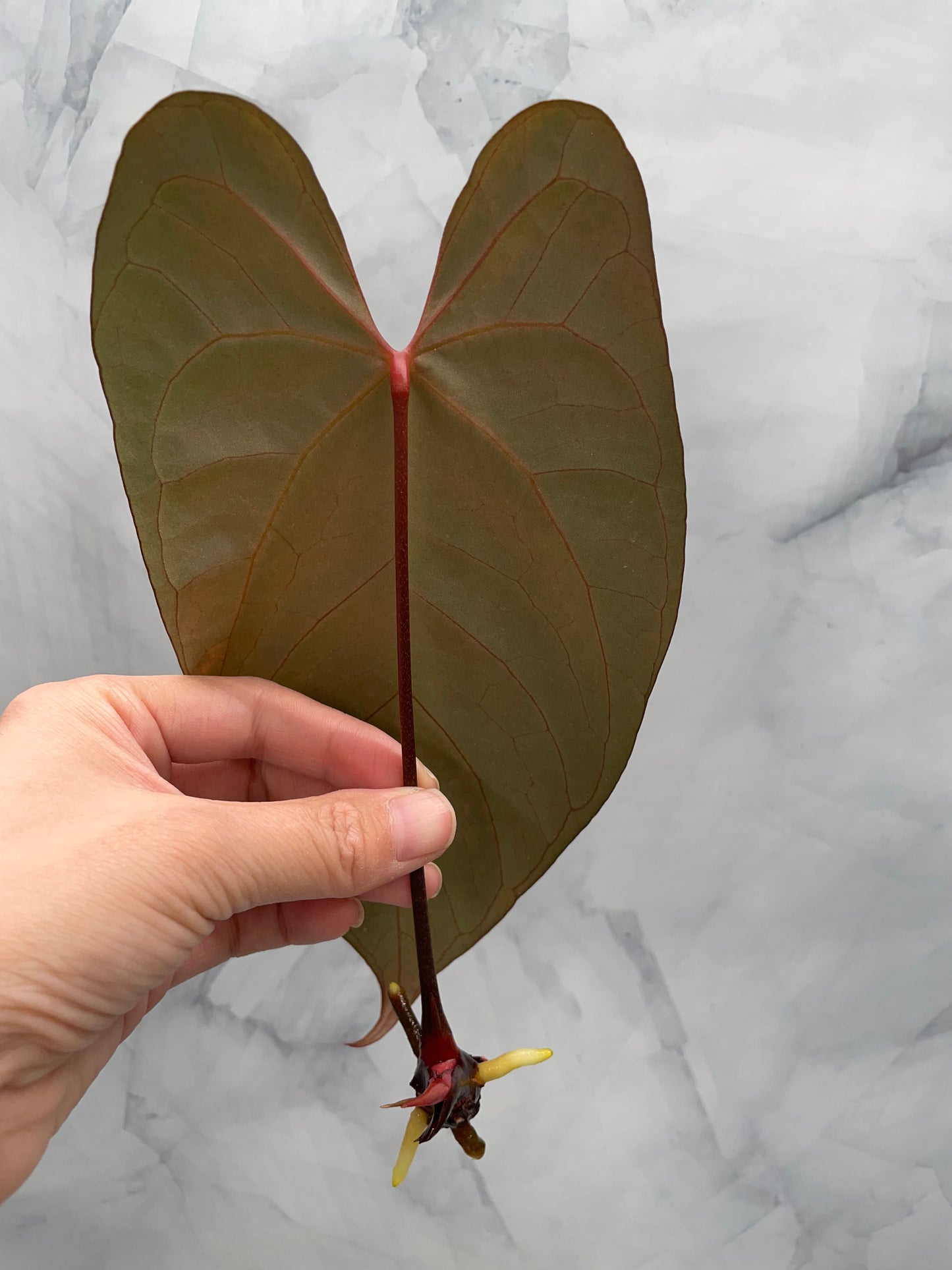 Anthurium besseae aff x Papillilaminum, 1 Large Leaf Top Cutting, Exact Plant