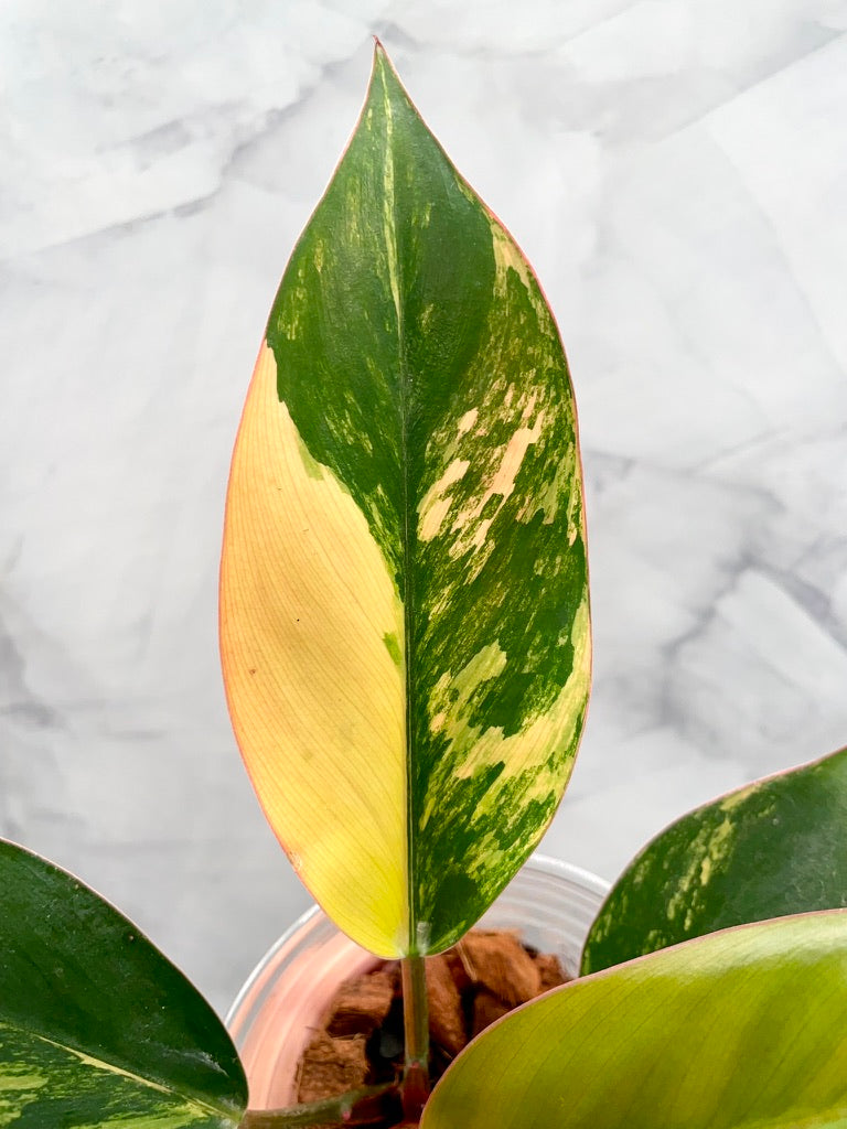 Philodendron Red Congo Variegated, Exact Plant