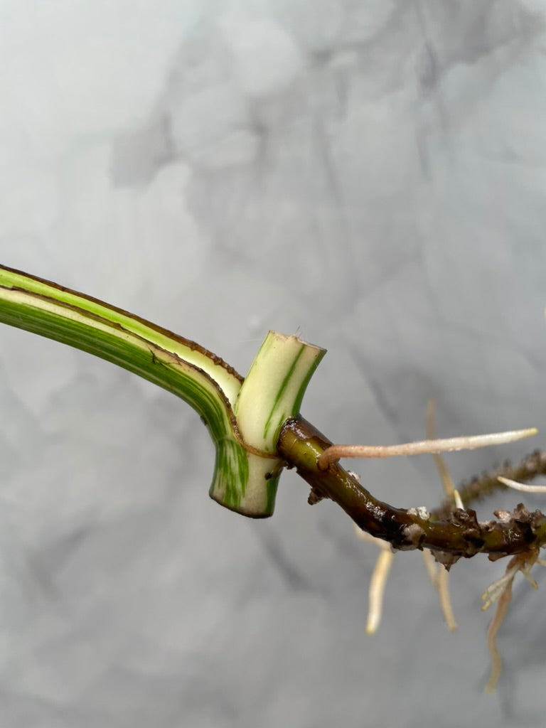 Monstera Albo 1 Leaf Rooted Cutting, High Variegated Plant