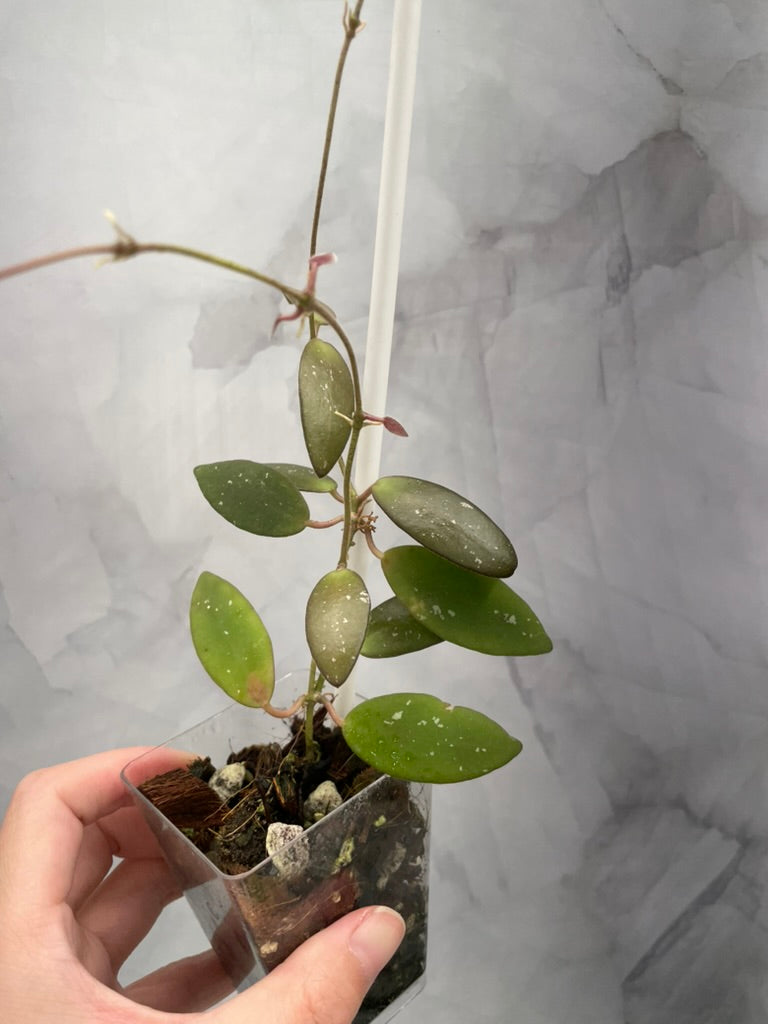 Hoya Sigilatis Alas River Well Rooted Plant