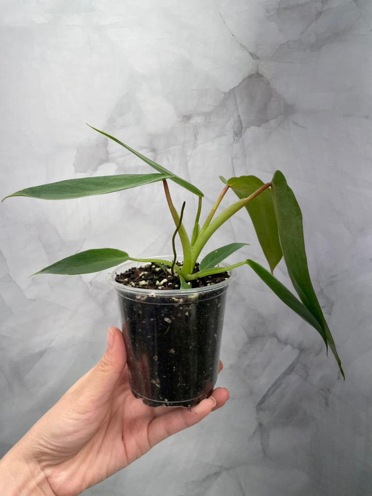 Philodendron Spiritus Sancti in 4" Pot