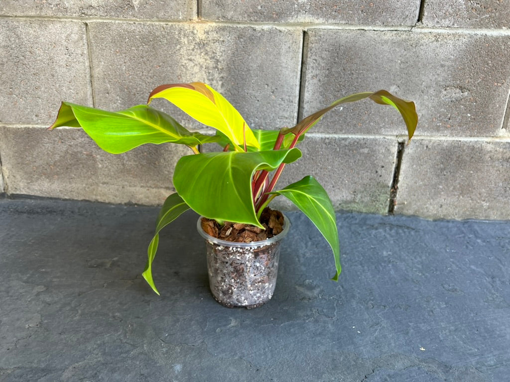 Philodendron Yellow Flame Red Moon, Exact #1