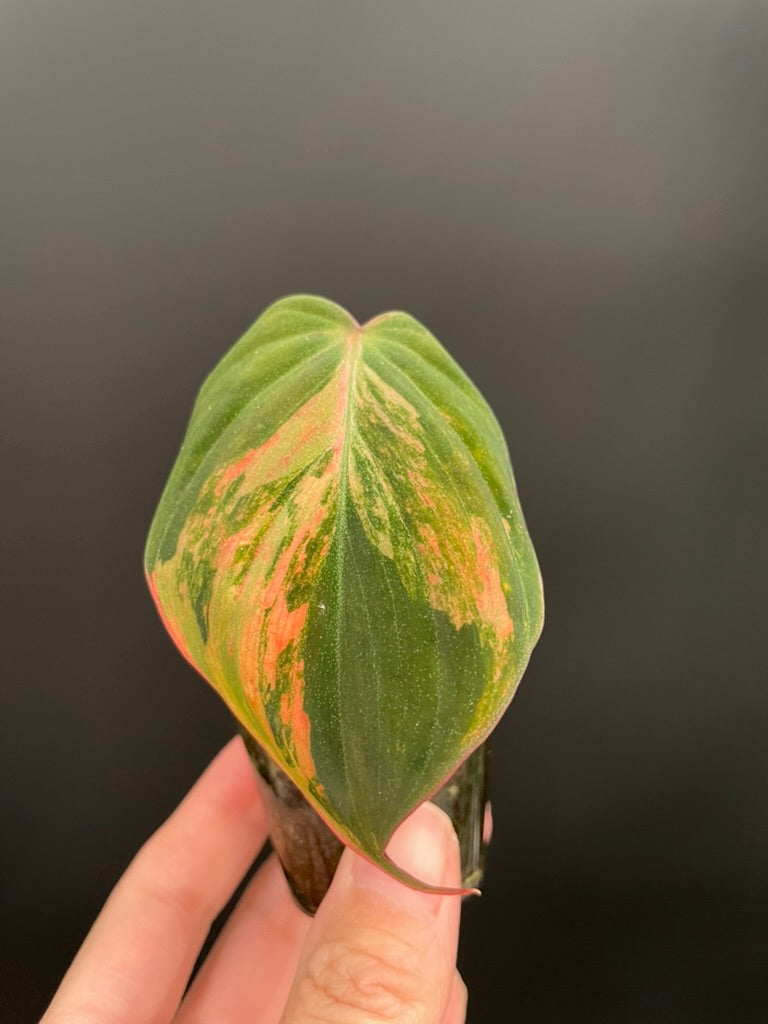 Variegated Aurea/Pink Philodendron Micans