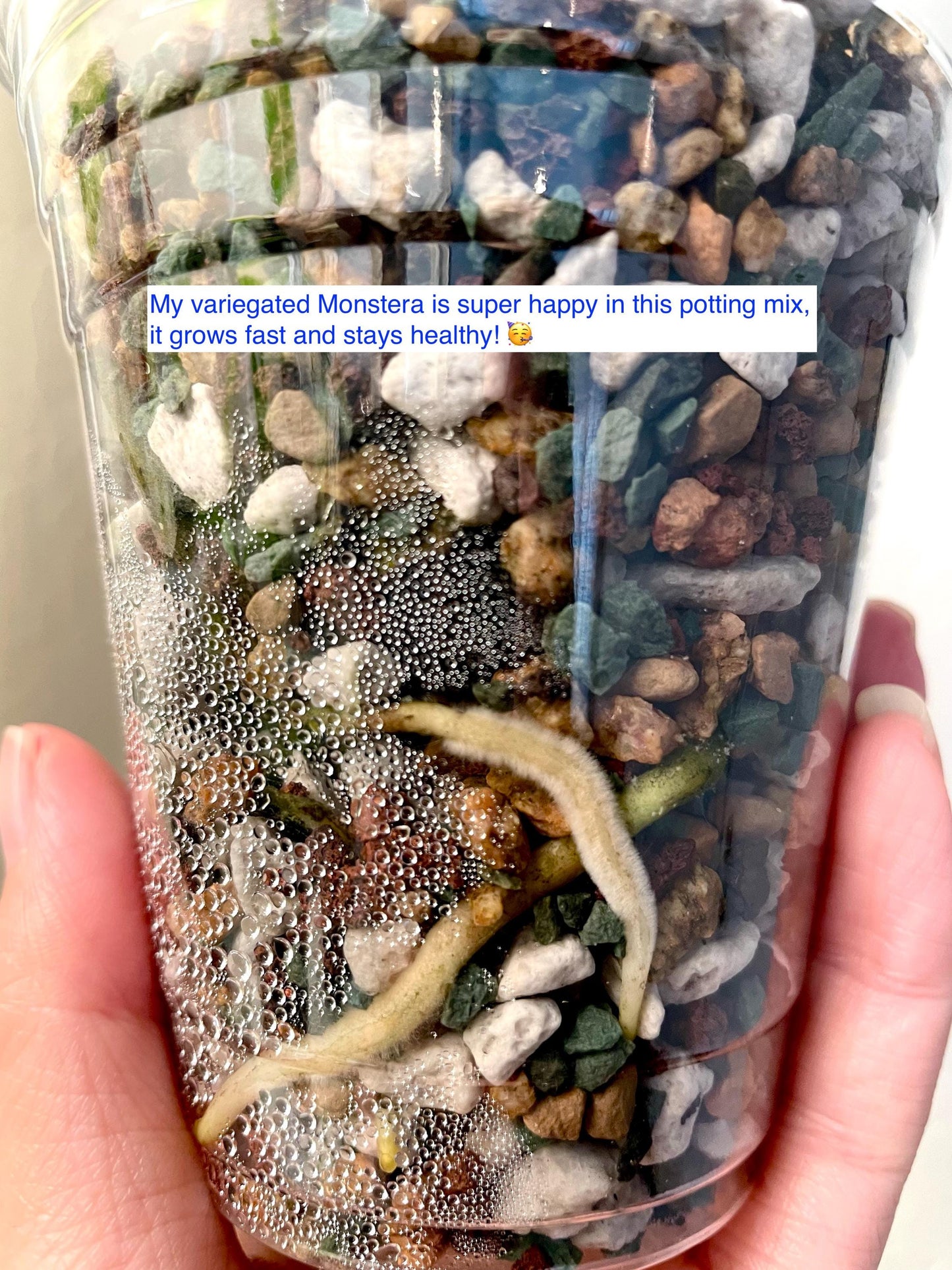 Pon Potting Mix (1lb), good for semi-hydro, propagating aroids, hoya plants and more | US Seller