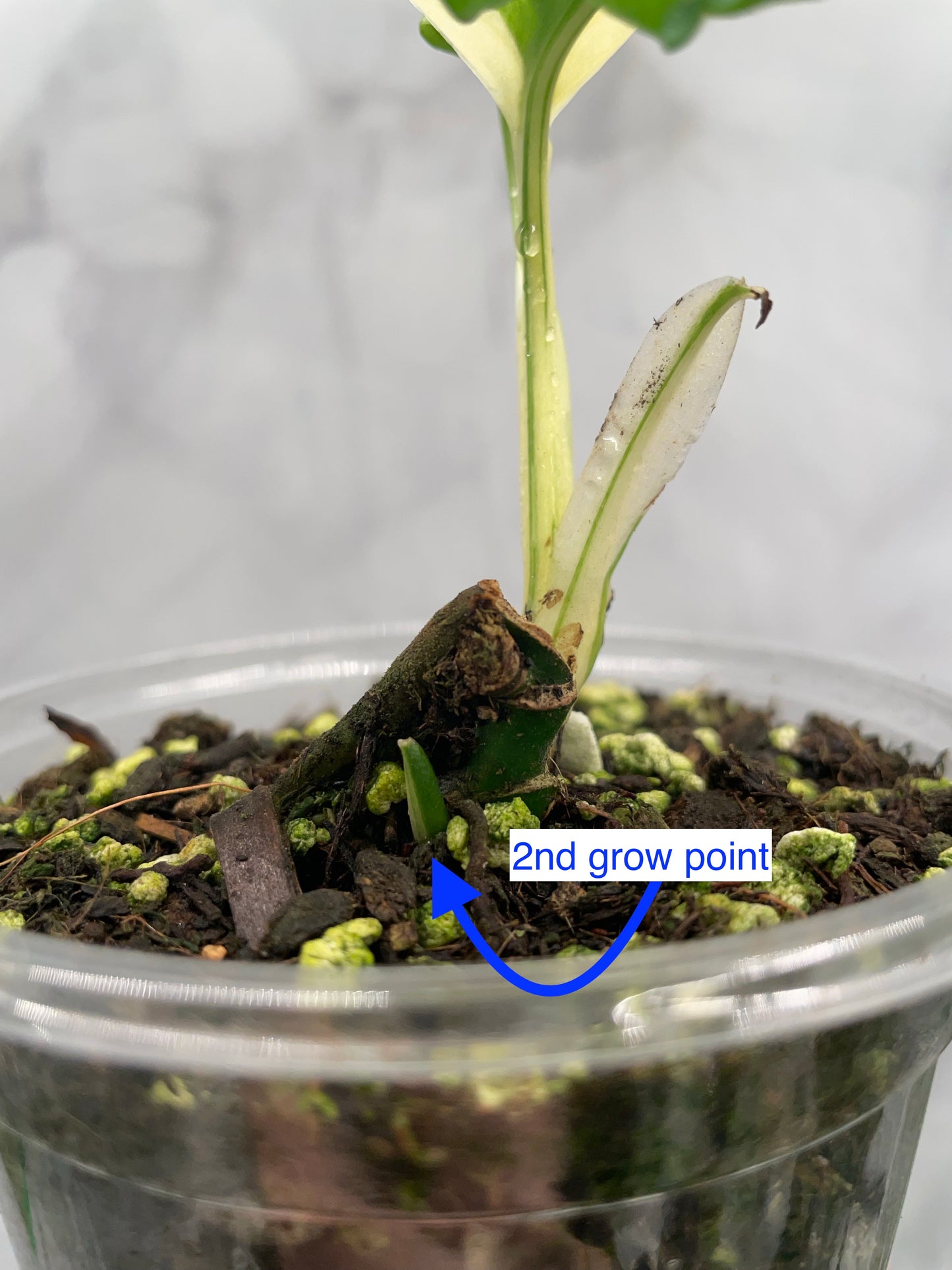 Variegated Monstera Adansonii Albo Rooted Plant with 2 Grow Points