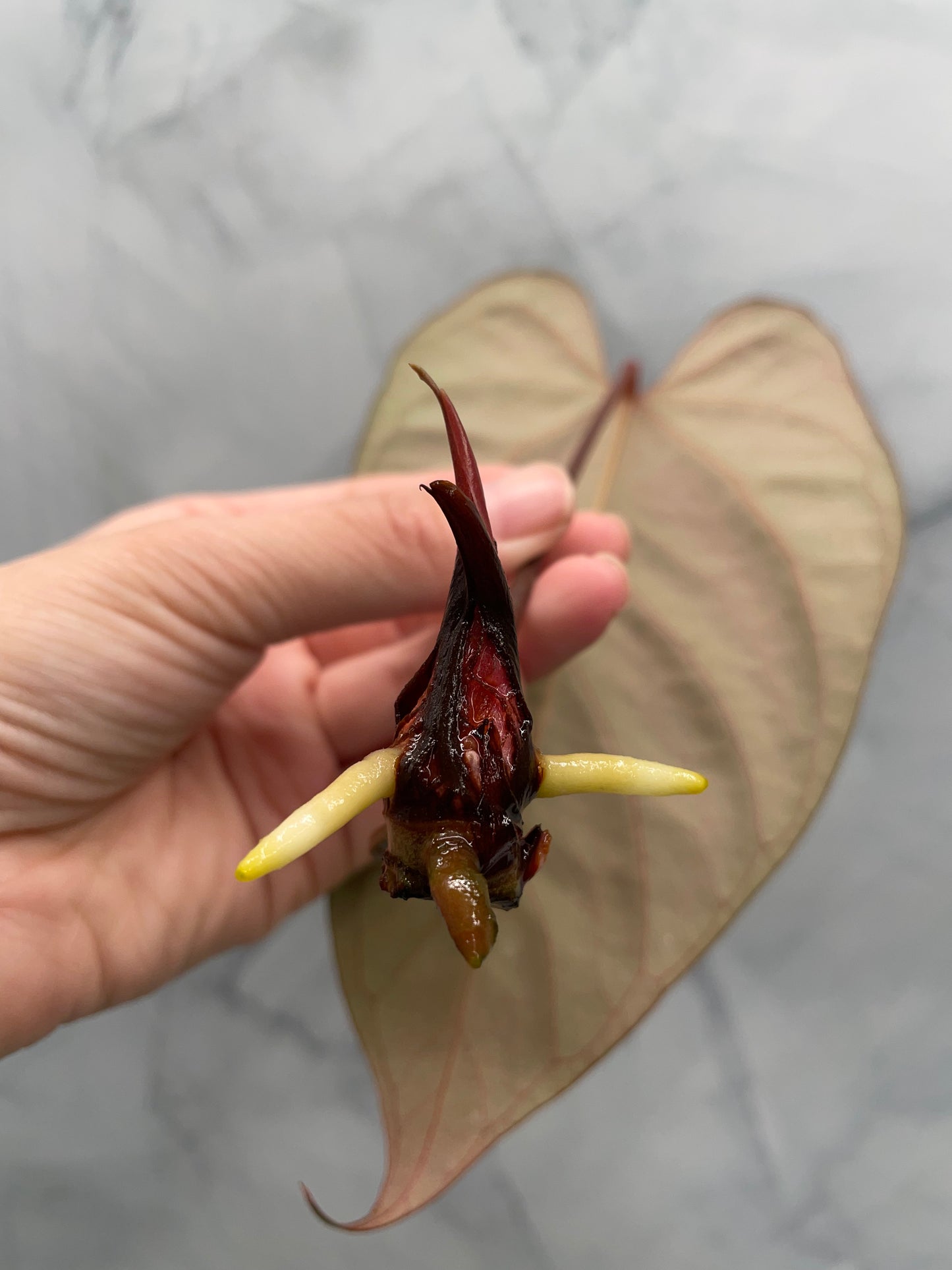 Anthurium besseae aff x Papillilaminum, 1 Large Leaf Top Cutting, Exact Plant