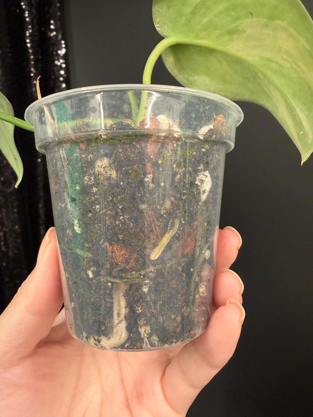Mysterious Variegated Scindapsus(it might be a Matcha)