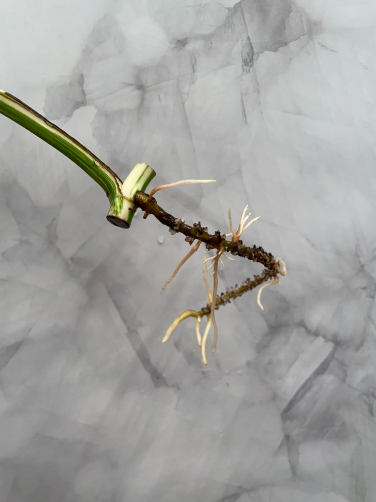 Monstera Albo 1 Leaf Rooted Cutting, High Variegated Plant