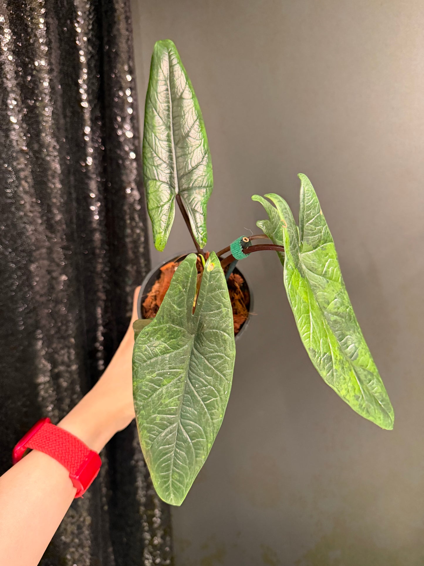 Alocasia Scalprum Variegated